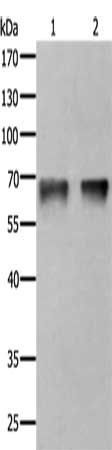 PRKCA Antibody