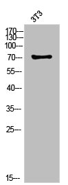 PRKCA Antibody