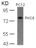 PRKCD (Ab-645) antibody