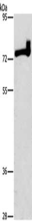 PRKCD Antibody