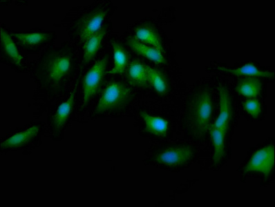 PRKCD Antibody