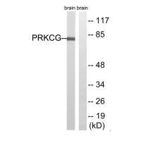 PRKCG Antibody