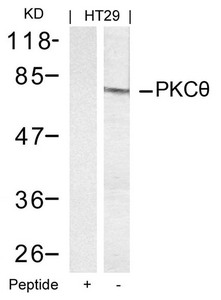 PRKCQ (Ab-695) Antibody