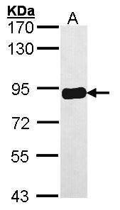 PRKCSH antibody [N1C1]