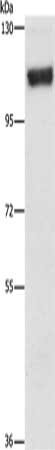 PRKD1 Antibody