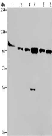 PRKD3 antibody