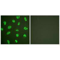 PRKDC Antibody