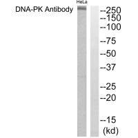 PRKDC antibody