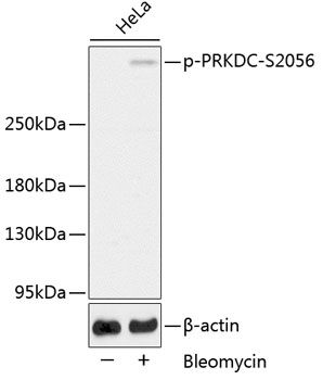 PRKDC (Phospho-S2056) antibody