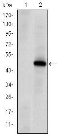 PRKDC Antibody