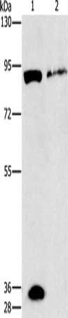 PRKG2 antibody