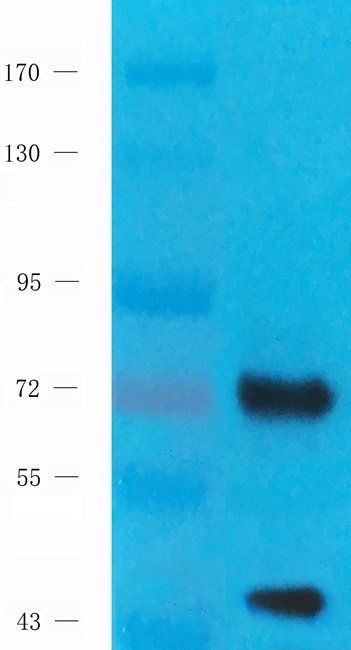 PRKG2 antibody