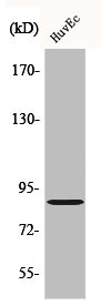 PRKG2 Antibody