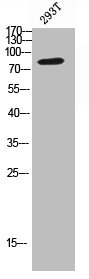 PRKG2 Antibody