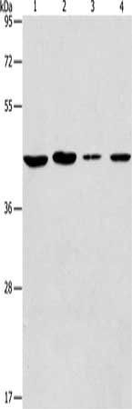 PRKX antibody