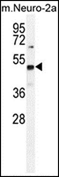 PRMT1 antibody