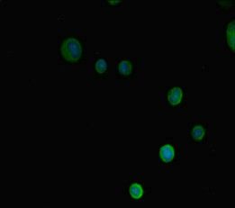 PRMT3 Antibody
