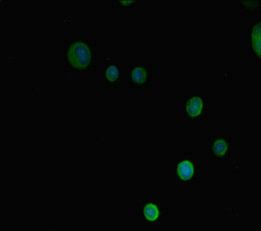 PRMT3 antibody