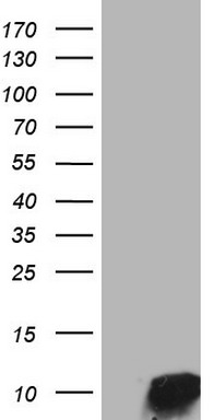 PRMT5 Antibody