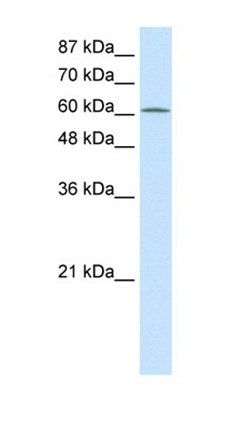 PRMT5 antibody