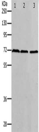 PRMT5 Antibody