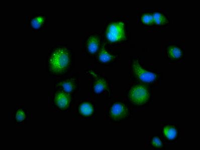 PSAP Antibody