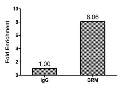 SMARCA2 Antibody
