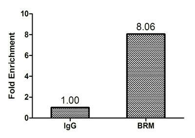 Probable global transcription activator SNF2L2 antibody