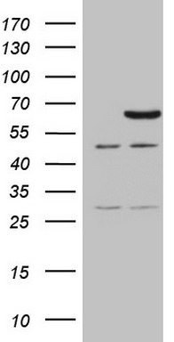 PROCR Antibody