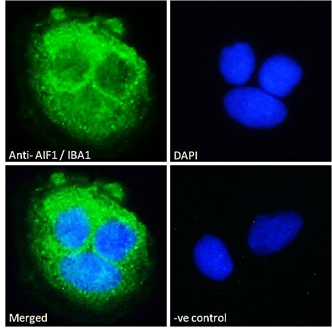 Goat anti-AIF1 / IBA1 (isoform 3) Antibody