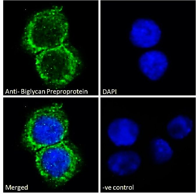 Goat anti-Biglycan Preproprotein Antibody