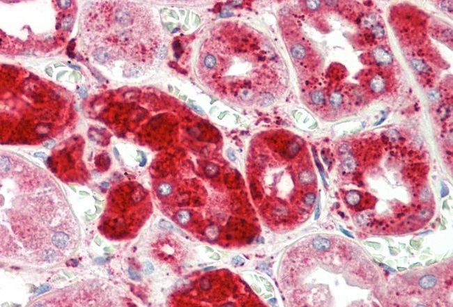 Goat anti-cathepsin C / DPP1 (aa238-252) Antibody