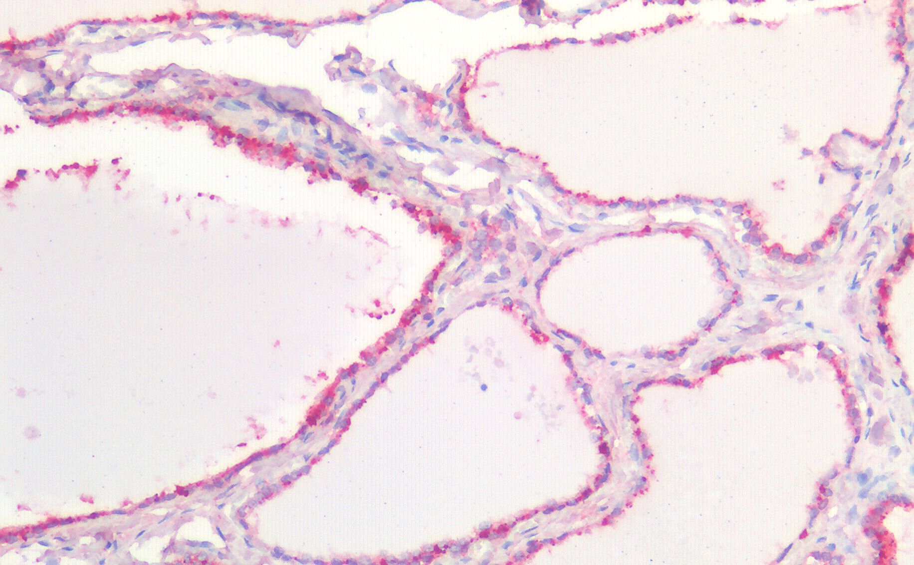 Goat anti-CDH1 (aa662-675) Antibody