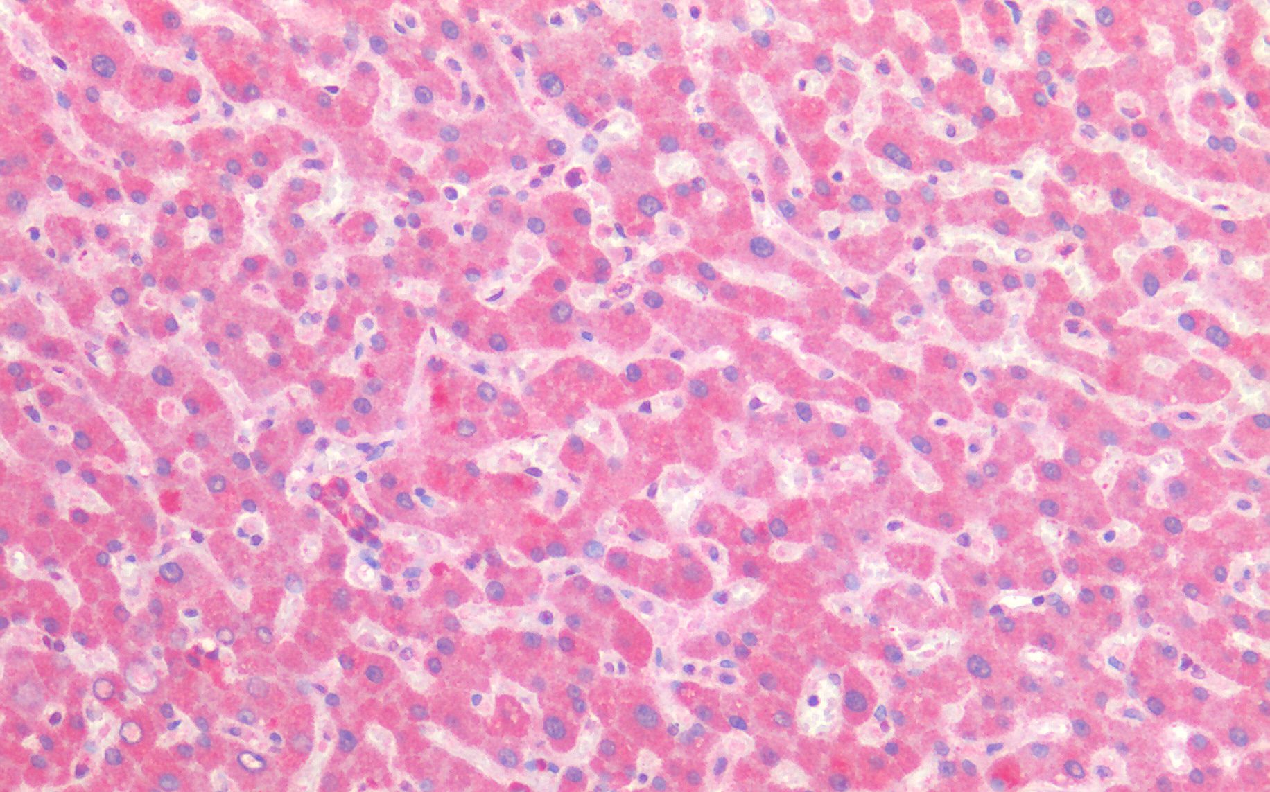 Goat anti-CYB5R3 / Dia 1 (mouse) Antibody