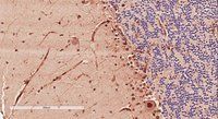 Goat anti-Doublecortin / DCX (aa232-242) Antibody