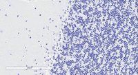 Goat anti-Doublecortin / DCX (aa232-242) Antibody