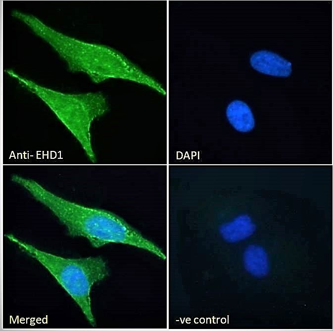 Goat anti-EHD1 Antibody