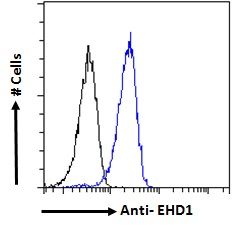 Goat anti-EHD1 Antibody