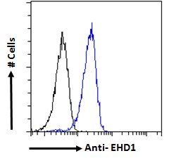 EHD1 antibody