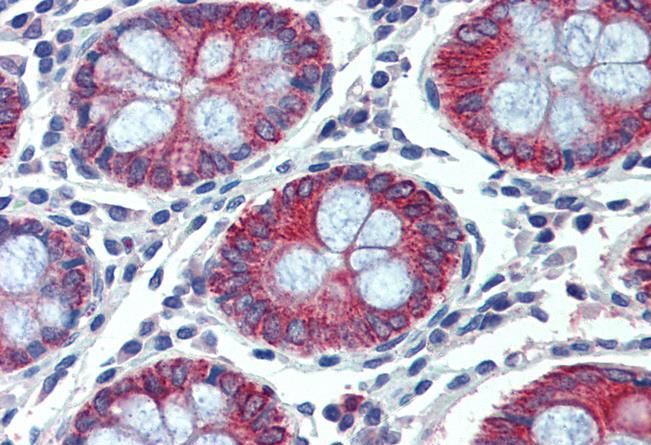 Goat anti-EPB41L2 / 4.1G (aa 593 to 604) Antibody
