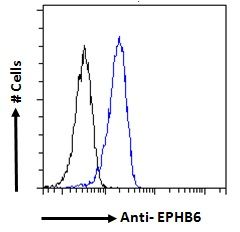 Goat anti-EPHB6 Antibody