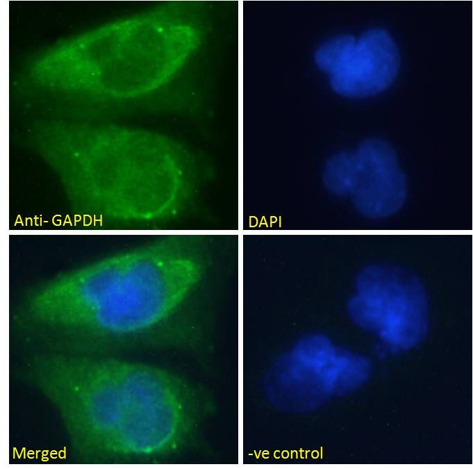 Goat anti-GAPDH (Internal) Antibody