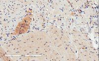 Goat anti-GPR120 Antibody