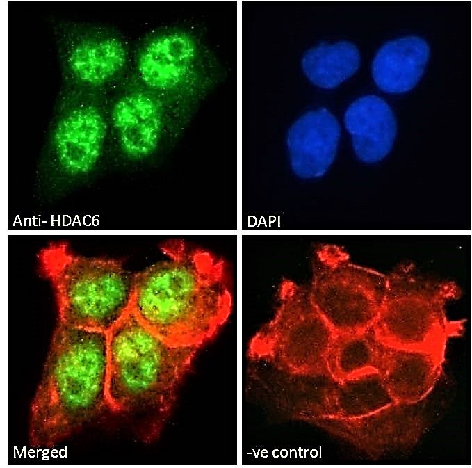 Goat anti-HDAC6 Antibody