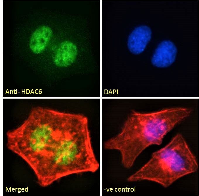 Goat anti-HDAC6 Antibody