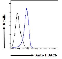 Goat anti-HDAC6 Antibody