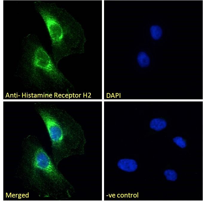 Goat anti-Histamine Receptor H2 Antibody