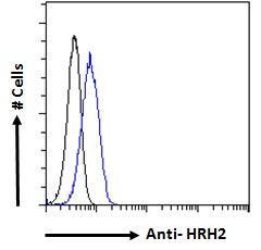 HRH2 antibody