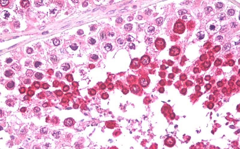 Goat anti-HIPPI Antibody