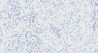 Goat anti-NPR3 (aa520-533) Antibody